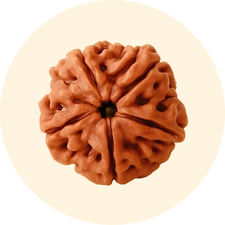 Rudraksha Beads